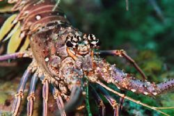 Spiny Lobster. by Jacques Miller 